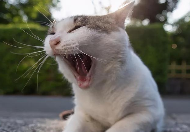 为什么猫醒的那么早