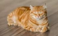猫咪为什么看着虚