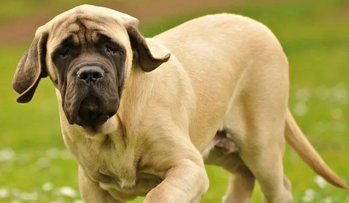 马士提夫獒犬耳朵护理方法，一定要学习！