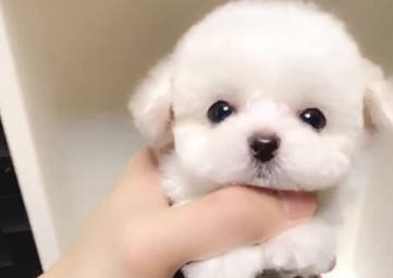 茶杯犬咳嗽怎么治疗？具体治疗方法是？
