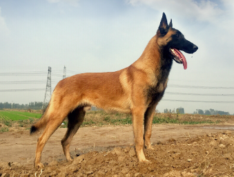 零下十度马犬能冻死吗？一文告诉你！