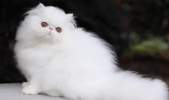  波斯猫为什么不快乐？原因很简单