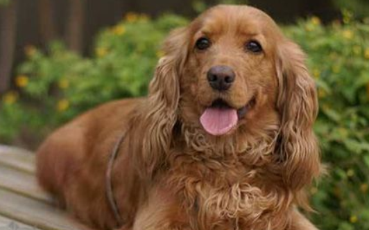 美国可卡犬怎么看纯不纯？答案在这里！