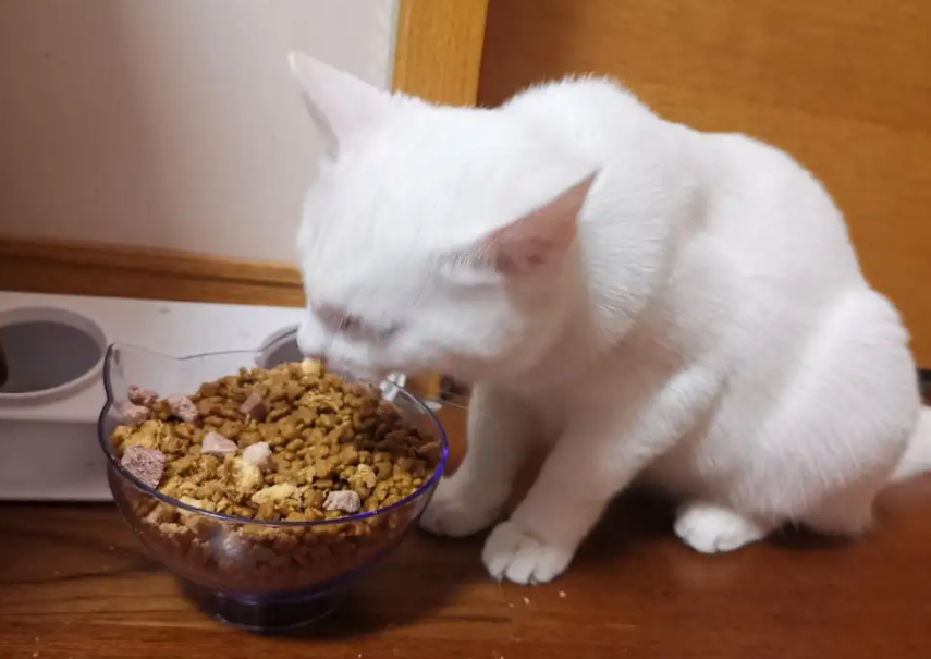 为什么喂猫要定时定量