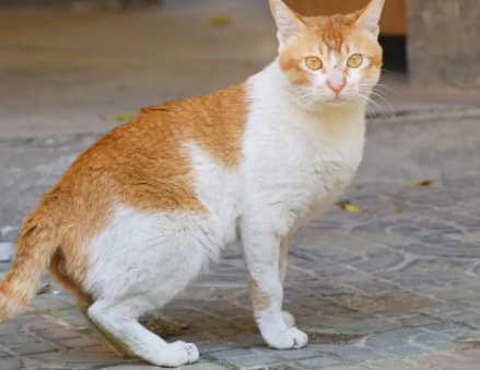 土猫怎么养,要注意什么?-宠物网