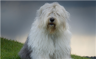 古代牧羊犬怎么看纯不纯?从什么方面可以看?