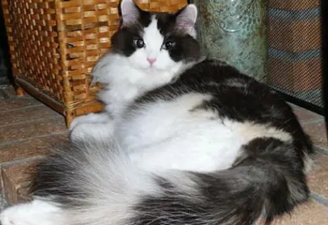 褴褛猫怎么洗澡？洗澡有什么用？