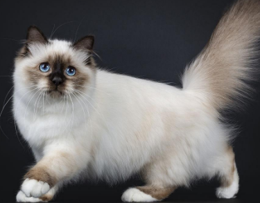 一文详解：伯曼猫呼吸急促什么原因？