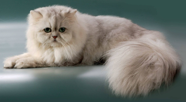 波斯猫怀孕怎么增加营养得好？这篇文章值得收藏～