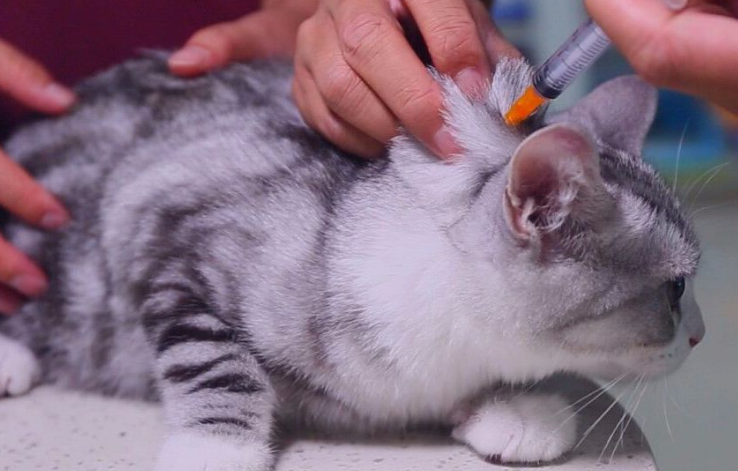 小猫为什么要打疫苗