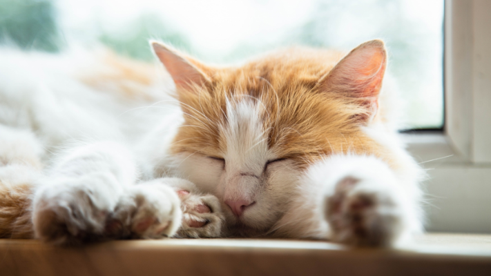 猫死了会去哪里投胎