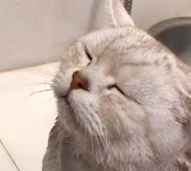 猫咪非常喜欢洗澡，每次洗澡都是在享受，网友：你为何如此优秀 
