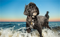 葡萄牙水犬坐下怎么训练？一文教会你！