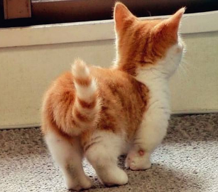 猫咪为什么老是捣乱尾巴