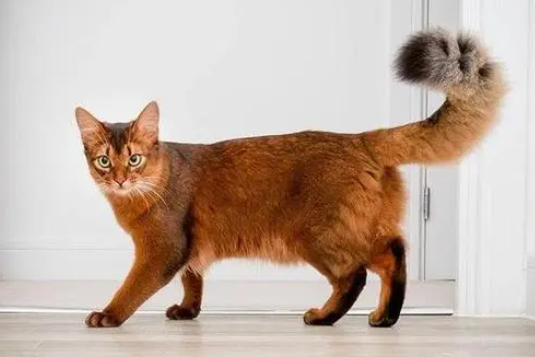 每日了解:索马里猫怎么洗澡? 每日了解:索马里猫怎么洗澡?