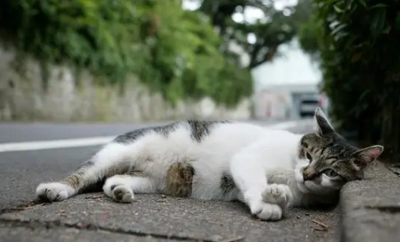 猫变成流浪猫会开心吗