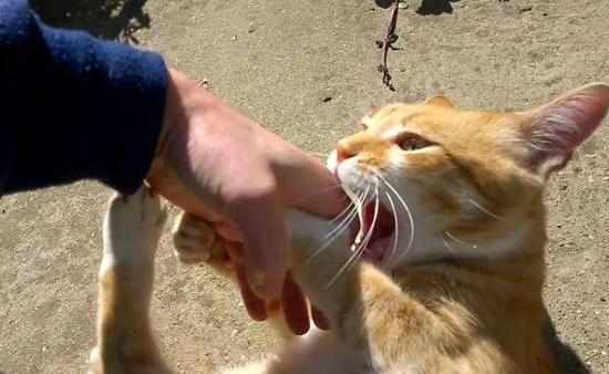 猫咪为什么爱咬人手