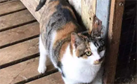 孩子几岁养猫最好