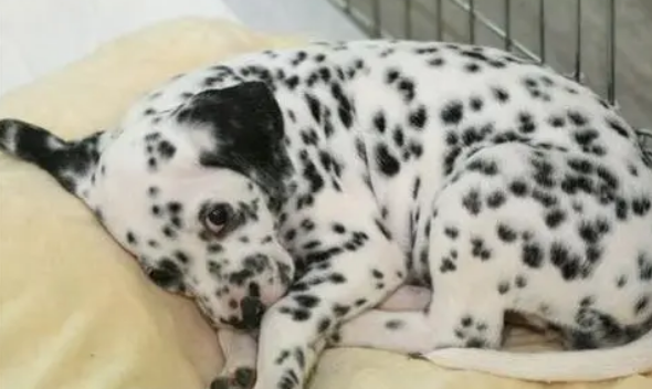 斑点狗多少钱好养吗 斑点狗多少钱好养吗
