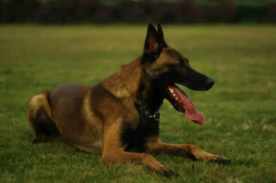 马犬拴养一直不放会怎样?你是在伤害还是保护它? 马犬拴养一直不放会怎样?你是在伤害还是保护它?
