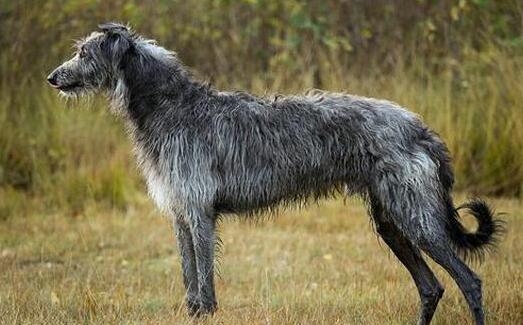 怎样训练苏格兰猎鹿犬装死？看完，你就知道了