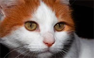 猫咪的视力为什么不好呢