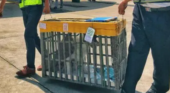宠物航空托运是什么