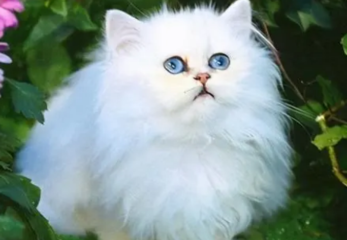 波斯猫发情什么状况？来了解下吧