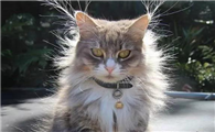猫咪静电是什么原因
