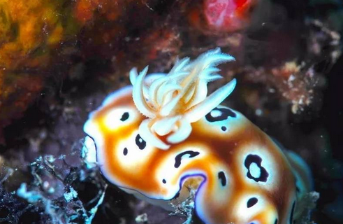 当海里的兔子遇到陆地的兔子,谁更萌? 当海里的兔子遇到陆地的兔子,谁更萌?