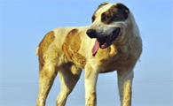 萌宠小知识:高狼犬和中亚牧羊犬的区别是什么?