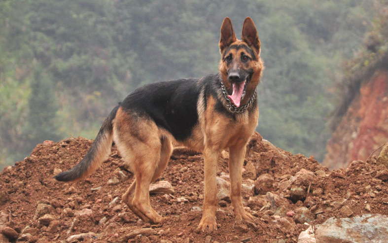 昆明犬和德牧的区别是什么？来get一下