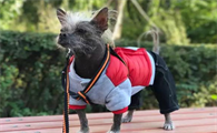 一文告诉你,冠毛犬真菌性皮肤病用什么药?