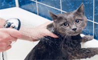 怎么样给猫咪洗澡