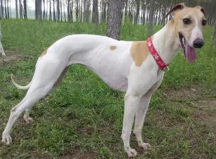 格力犬幼犬怎么养？来了解下吧
