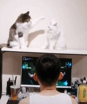 两只猫咪打的激烈,铲屎官淡定打游戏,猫:大猪蹄子和游戏过去吧 两只猫咪打的激烈,铲屎官淡定打游戏,猫:大猪蹄子和游戏过去吧