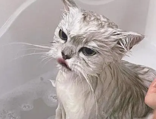 怎样给猫咪洗澡