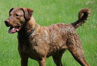 乞沙比克猎犬怎么护毛？怎么打理才好？