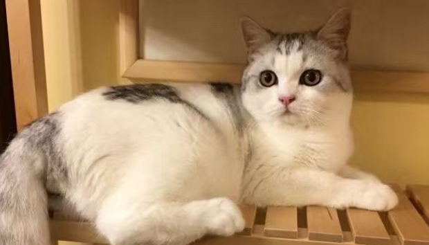 猫舍买猫靠谱吗
