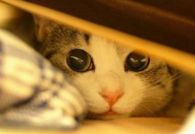 猫看到你就躲起来是为什么 猫看到你就躲起来是为什么