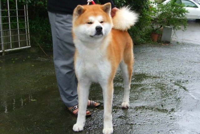 养秋田犬的禁忌是什么?来看看吧 养秋田犬的禁忌是什么?来看看吧