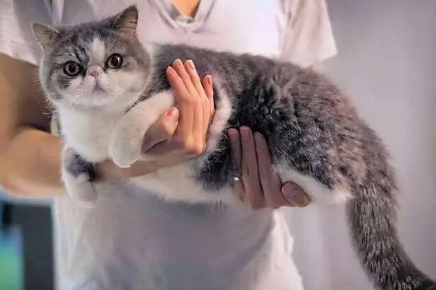 猫咪为什么要和人交流呢