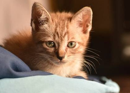 猫早上很早就开始叫怎么回事 猫早上很早就开始叫怎么回事