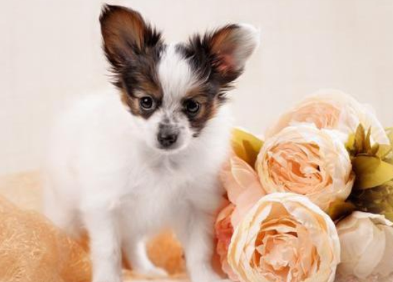 蝴蝶犬怎么训练握手？可以试试这！