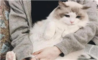 女生养猫怎么找话题