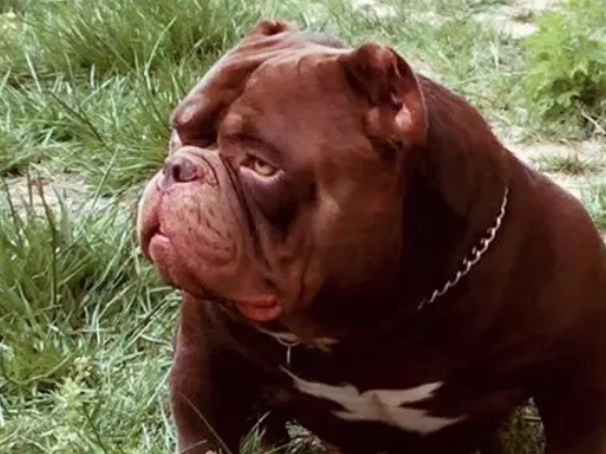 怎么看美国恶霸犬好不好？该怎么挑选好的恶霸犬？