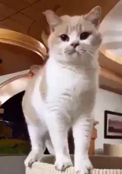 贪玩主人为萌猫取名“柴犬” ,谁知长大后它这样叫,笑翻了 贪玩主人为萌猫取名“柴犬” ,谁知长大后它这样叫,笑翻了