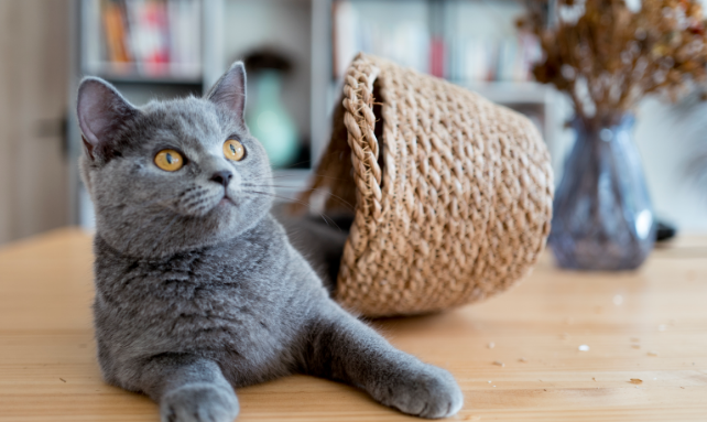 美国人喜欢养猫还是养狗