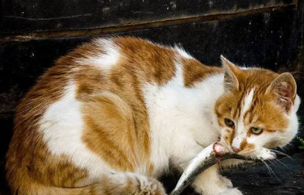 猫咪吃鱼为什么会呛人的原因