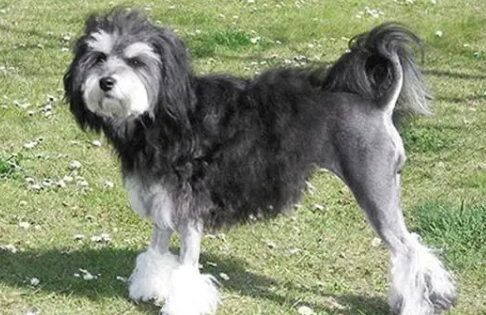 罗秦犬不能吃什么？一起来瞧瞧